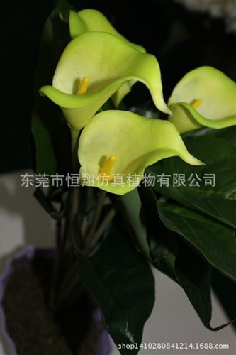 小樹系列 廠家直銷馬蹄蓮 各種盆栽家居擺設 外貿出口仿真植物原始圖片2