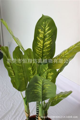 小樹系列 廠家專業制作仿真盆栽 三桿萬年青 專業仿真植物廠家 售后保障原始圖片3
