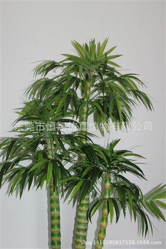 小樹系列 廠家直銷仿真植物 招財樹 仿真發財樹 婚慶用品 各種高度發財樹原始圖片2