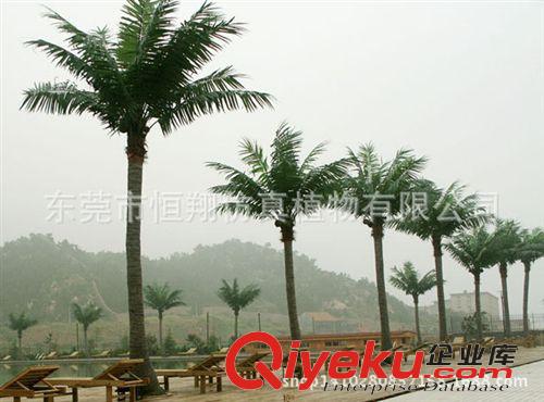 工程案例 仿真植物 大王椰子樹  各種大型仿真樹 仿真椰子樹 廠家直銷原始圖片2