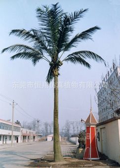 工程案例 仿真植物 酒瓶椰子樹  各種大型仿真樹 各種仿真椰子樹 廠家直銷