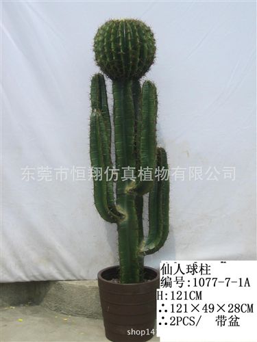 仙人掌系列 gf真植物多肉植物 沙漠多肉植物各種規格仙人球仙人掌 廠家直銷原始圖片2