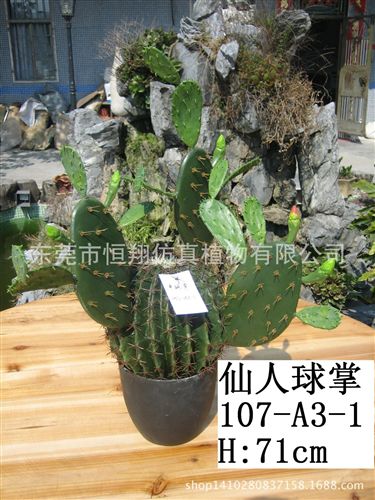 仙人掌系列 gf真植物多肉植物 沙漠多肉植物各種規格仙人球仙人掌 廠家直銷原始圖片3