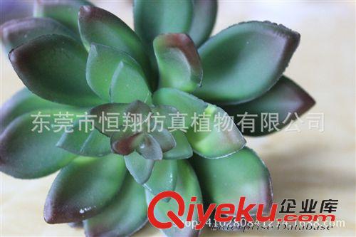 植物墻配件 阿里熱銷(xiāo) 仿真沙漠多肉植物觀音蓮 外貿(mào)高檔仿真植物 熱賣(mài)原始圖片2