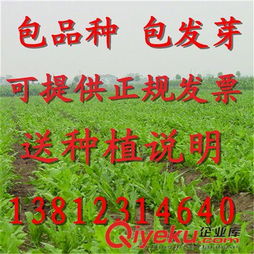草坪種     牧草種 牧草 牧草種 一年生多年生黑麥草 紫花苜蓿 墨西哥玉米 冬麥70