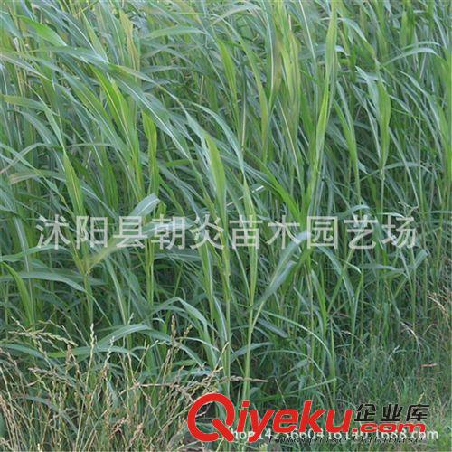 草坪種     牧草種 牧草 牧草種 一年生多年生黑麥草 紫花苜蓿 墨西哥玉米 冬麥70