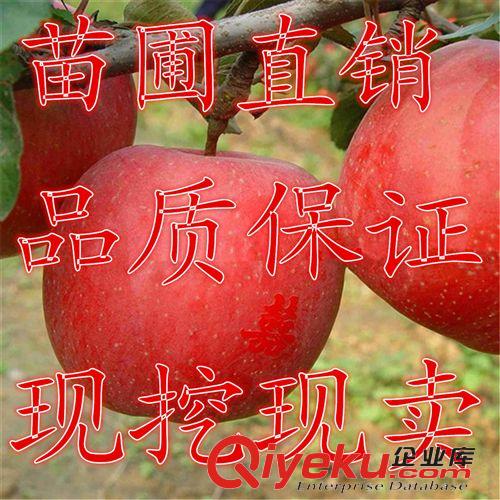 果樹苗 批發果樹苗木 葡萄苗 提子苗 金手指 巨峰 紅乳 葡萄樹苗