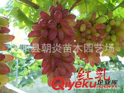 果樹苗 批發果樹苗木 葡萄苗 提子苗 金手指 巨峰 紅乳 葡萄樹苗