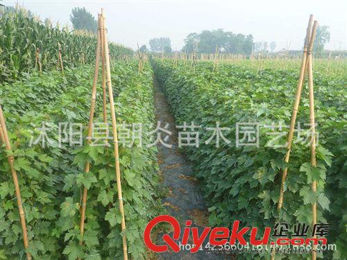 果樹苗 批發果樹苗木 葡萄苗 提子苗 金手指 巨峰 紅乳 葡萄樹苗原始圖片2