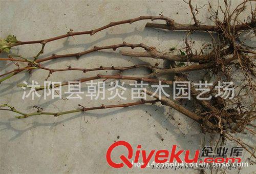 果樹苗 批發果樹苗木 葡萄苗 提子苗 金手指 巨峰 紅乳 葡萄樹苗原始圖片3
