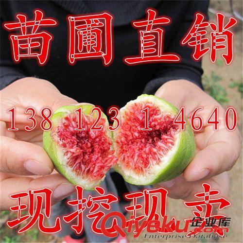 果樹苗 批發果樹苗木 葡萄苗 提子苗 金手指 巨峰 紅乳 葡萄樹苗