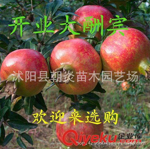 果樹苗 藍莓苗 藍莓樹苗 原土發貨 兔眼 批發果樹 品種齊全