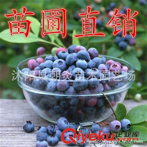 果樹苗 藍莓苗 藍莓樹苗 原土發貨 兔眼 批發果樹 品種齊全