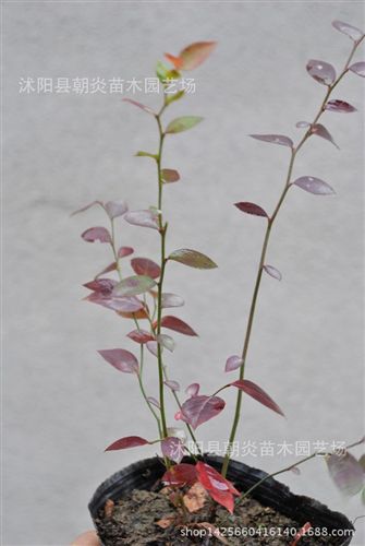 果樹苗 藍莓苗 藍莓樹苗 原土發貨 兔眼 批發果樹 品種齊全原始圖片3