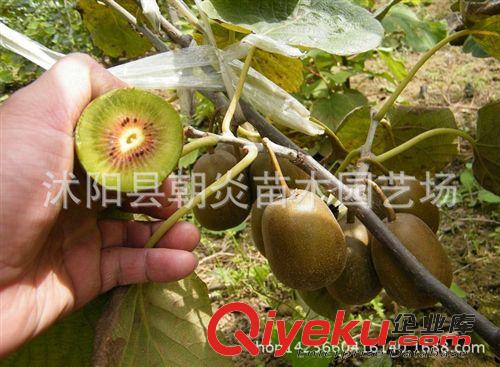 果樹苗 藍莓苗 藍莓樹苗 原土發貨 兔眼 批發果樹 品種齊全
