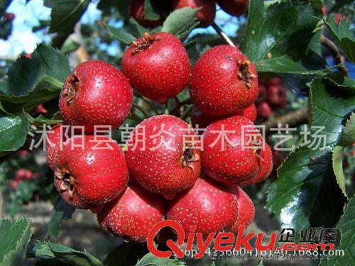 果樹苗 山楂苗  嫁接山楂樹苗 大金星 大綿球 歪把紅