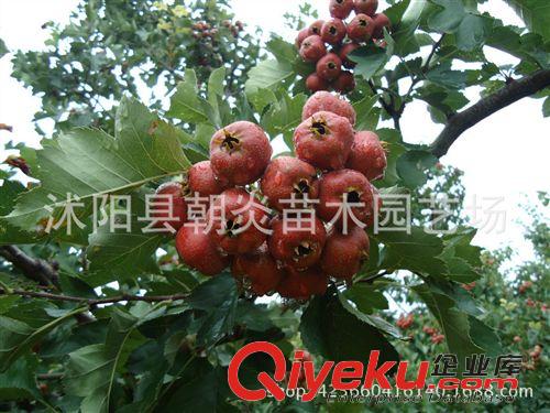 果樹苗 山楂苗  嫁接山楂樹苗 大金星 大綿球 歪把紅原始圖片2