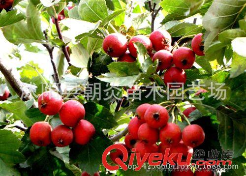 果樹苗 山楂苗  嫁接山楂樹苗 大金星 大綿球 歪把紅原始圖片3