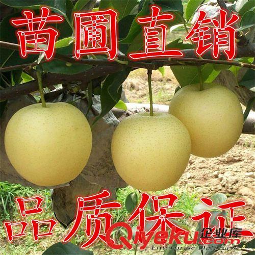 果樹苗 山楂苗  嫁接山楂樹苗 大金星 大綿球 歪把紅