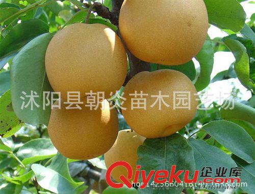 果樹苗 優質 梨樹苗 嫁接苗 晚秋黃 黃金 皇冠 水晶 碭山 梨樹苗原始圖片2