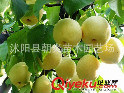 果樹苗 優質 梨樹苗 嫁接苗 晚秋黃 黃金 皇冠 水晶 碭山 梨樹苗原始圖片3