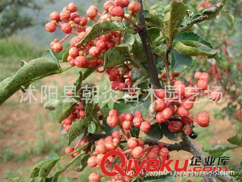 果樹(shù)苗 果樹(shù)苗 嫁接棗樹(shù)苗 大苗 國(guó)光 冬棗 金絲棗樹(shù)苗