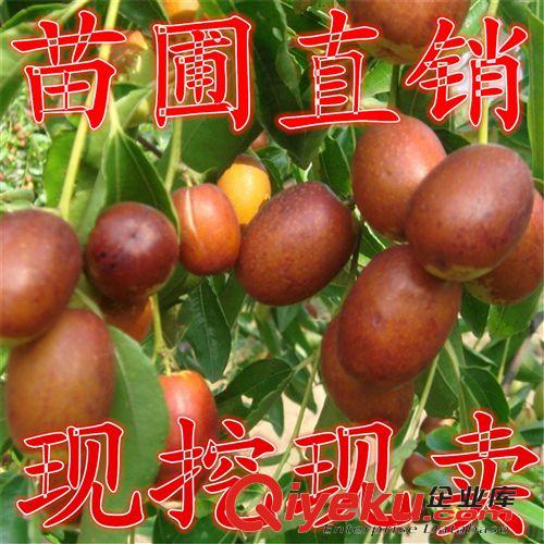 果樹(shù)苗 果樹(shù)苗 嫁接棗樹(shù)苗 大苗 國(guó)光 冬棗 金絲棗樹(shù)苗
