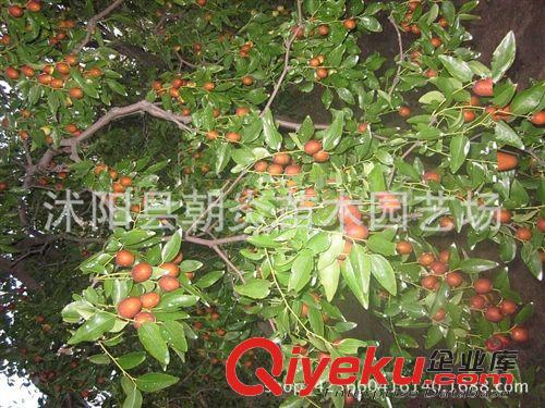 果樹(shù)苗 果樹(shù)苗 嫁接棗樹(shù)苗 大苗 國(guó)光 冬棗 金絲棗樹(shù)苗原始圖片2