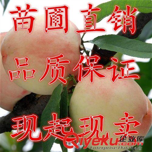 果樹(shù)苗 果樹(shù)苗 嫁接棗樹(shù)苗 大苗 國(guó)光 冬棗 金絲棗樹(shù)苗