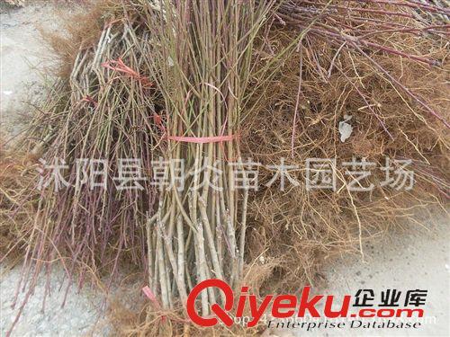 果樹苗 批發果樹 水蜜桃樹苗 紅不軟桃樹苗 油桃樹苗原始圖片3
