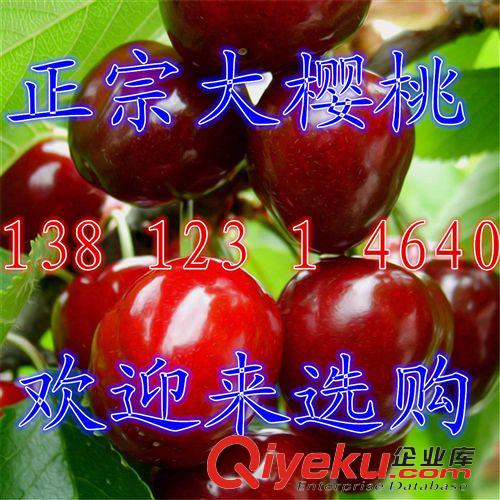 果樹苗 批發果樹 水蜜桃樹苗 紅不軟桃樹苗 油桃樹苗