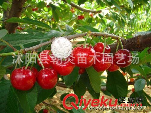 果樹苗 批發(fā)果樹種苗 櫻桃苗 車厘子苗 矮化大櫻桃樹苗原始圖片2