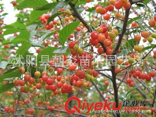 果樹苗 批發(fā)果樹種苗 櫻桃苗 車厘子苗 矮化大櫻桃樹苗原始圖片3