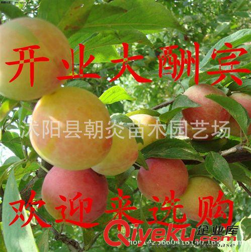 果樹苗 批發(fā)果樹種苗 櫻桃苗 車厘子苗 矮化大櫻桃樹苗