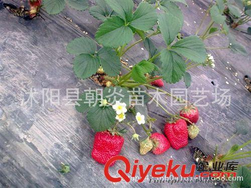 果樹苗 草莓苗 紅顏 四季 盆栽 脫毒 草莓苗原始圖片2