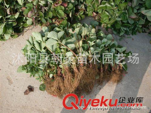 果樹苗 草莓苗 紅顏 四季 盆栽 脫毒 草莓苗原始圖片3