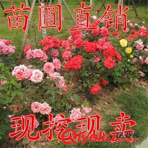 低價綠籬 藤本月季 2年苗 月季 大苗  庭院美化 豐花月季 玫瑰苗