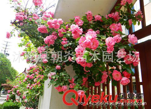 低價綠籬 藤本月季 2年苗 月季 大苗  庭院美化 豐花月季 玫瑰苗原始圖片2