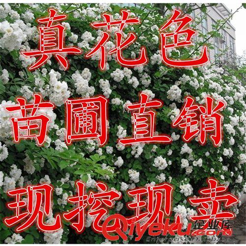 低價綠籬 藤本月季 2年苗 月季 大苗  庭院美化 豐花月季 玫瑰苗