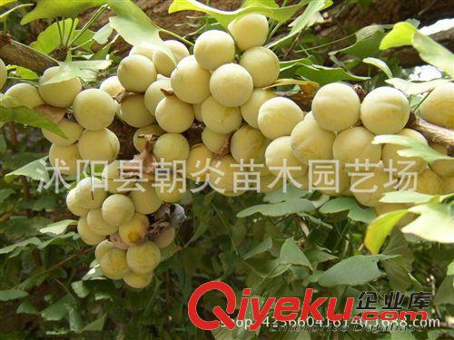 行道樹苗 美國紅火球紫薇苗 美國大紅紫薇新品種 另有小苗出售