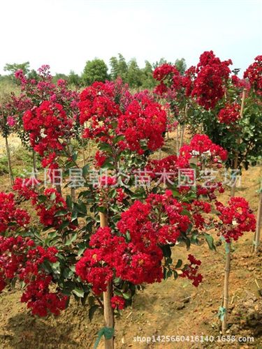 行道樹苗 美國紅火球紫薇苗 美國大紅紫薇新品種 另有小苗出售原始圖片2