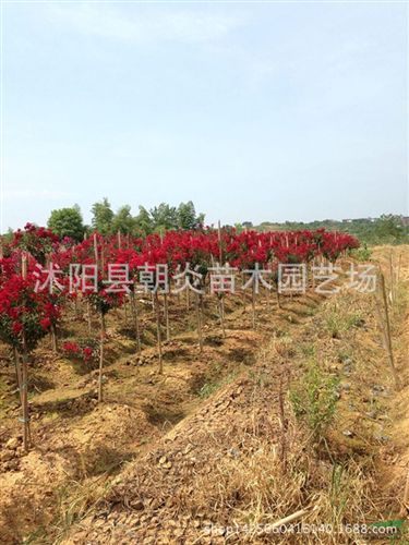 行道樹苗 美國紅火球紫薇苗 美國大紅紫薇新品種 另有小苗出售原始圖片3