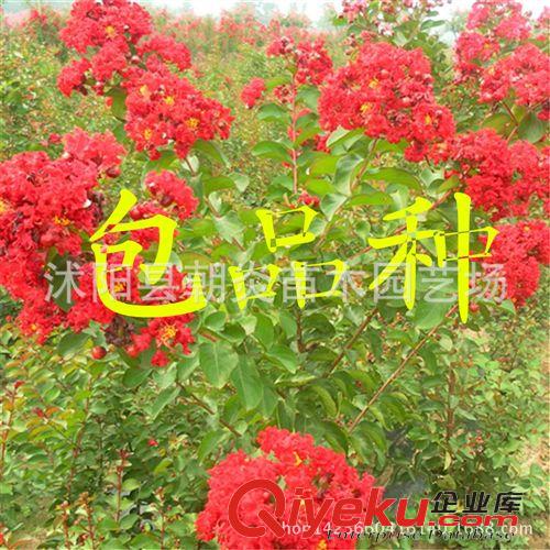 行道樹苗 美國紅火球紫薇苗 美國新品種紅火球紫薇 小苗 量大優惠