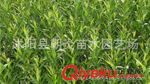 行道樹苗 垂柳 金絲 青皮垂柳苗 綠化工程苗 規格齊全原始圖片2