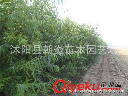 行道樹苗 垂柳 金絲 青皮垂柳苗 綠化工程苗 規格齊全原始圖片3