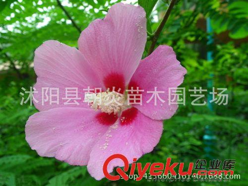 行道樹苗 爬山虎 美國地錦 五葉地錦 爬藤攀援植物