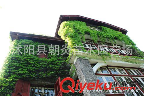 行道樹苗 爬山虎 美國地錦 五葉地錦 爬藤攀援植物