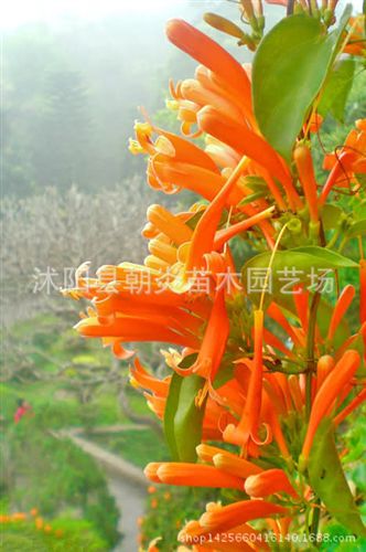 行道樹苗 爬山虎 美國地錦 五葉地錦 爬藤攀援植物