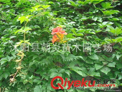行道樹苗 爬山虎 美國地錦 五葉地錦 爬藤攀援植物