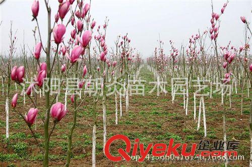 行道樹苗 廣玉蘭 苗 嫁接苗 紫 紅 白 黃 玉蘭小苗